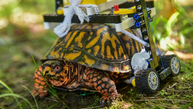 A wild Eastern box turtle at the Maryland Zoo in Baltimore is on the mend and on the move thanks to some clever engineering using Lego bricks.