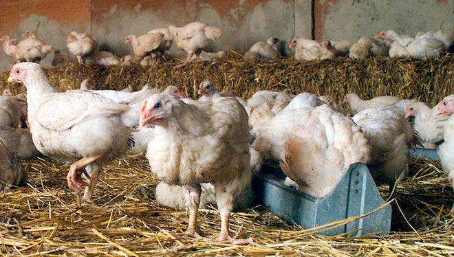 Hundreds of chickens from a Mississippi poultry farm arrived at the Farm Sanctuary in this 2005 file photo. The organization took possession of another 750 rescued hens Sept. 5, 2013.