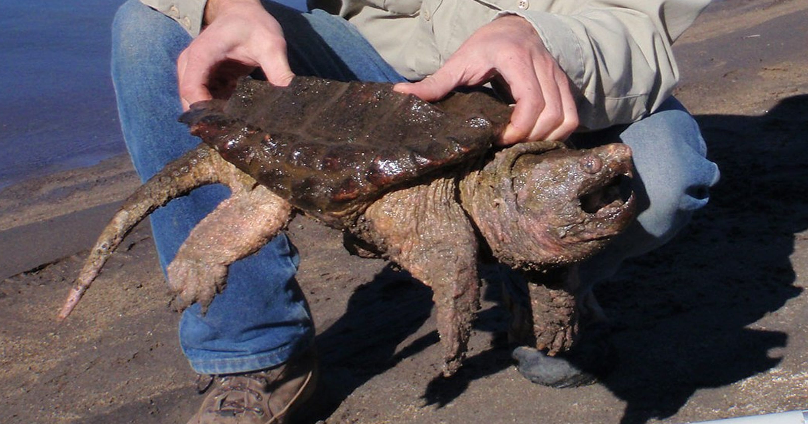 Alligator snapping turtle provides invasive species lesson