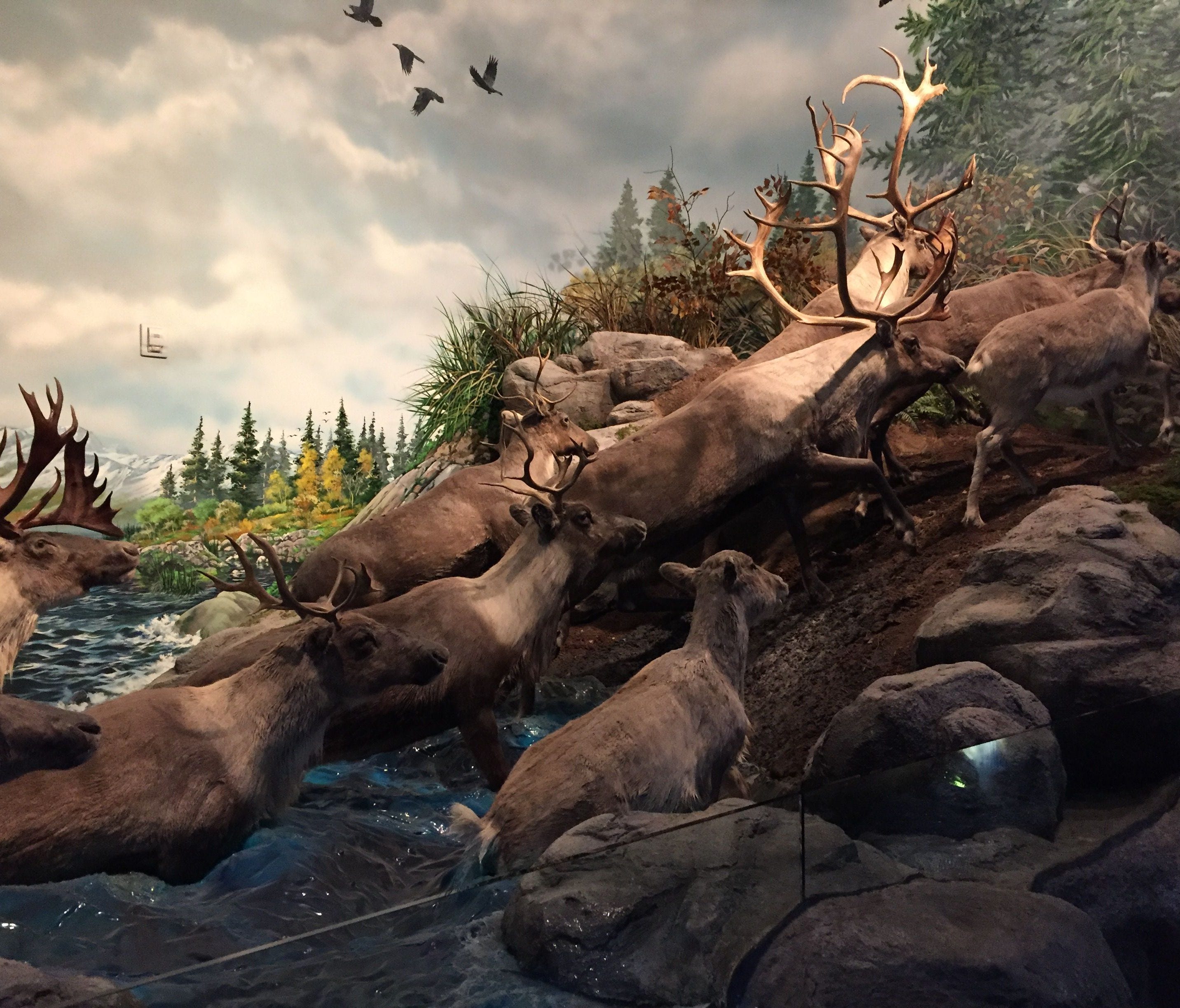 A caribou diorama at Wonders of Wildlife. Background art in each of the museum's diorama displays was hand-painted.