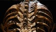 A detailed view of Trix's spine and rib cage.
