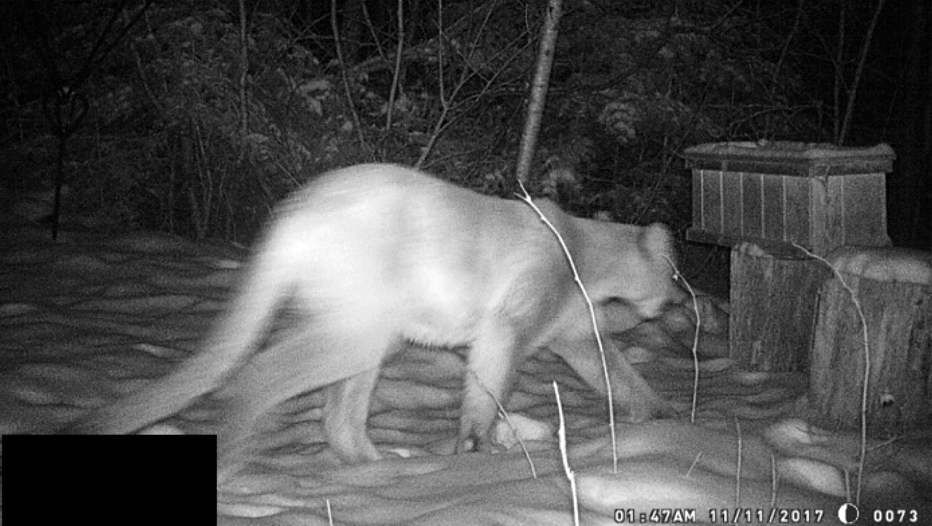 Big Cat In Milwaukee Wisconsin Big Cat In Milwaukee Wisconsin