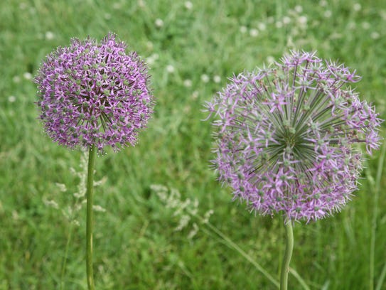 Allium in bloom at Rutgers Gardens in New Brunswick