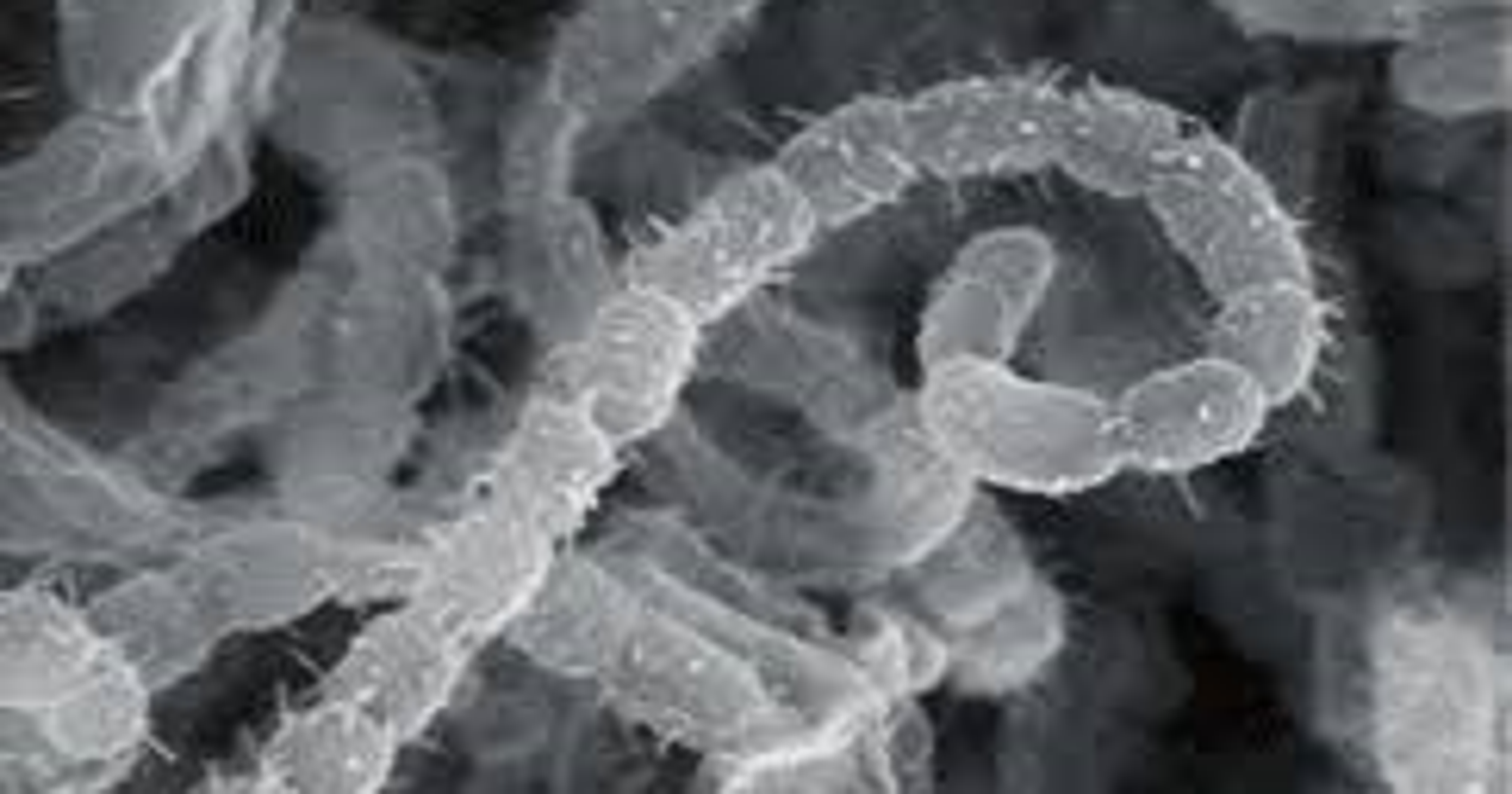 Streptomyces griseus bacteria could NJ's official state microbe