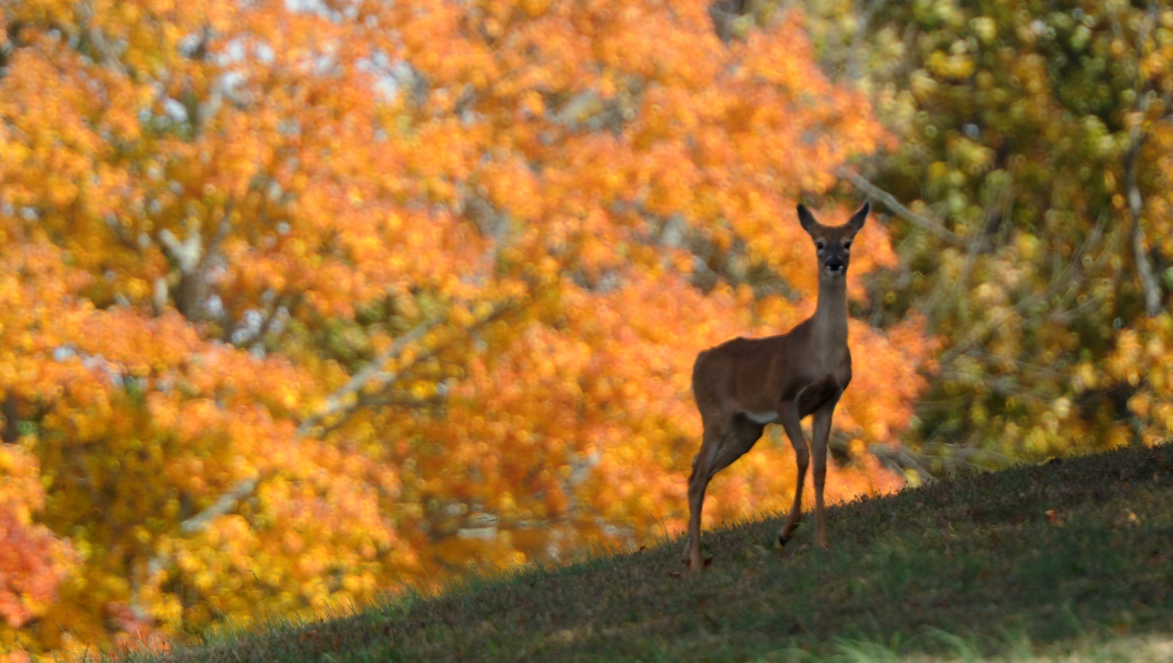 Tennessee deer hunting season 2022 Everything you need to know