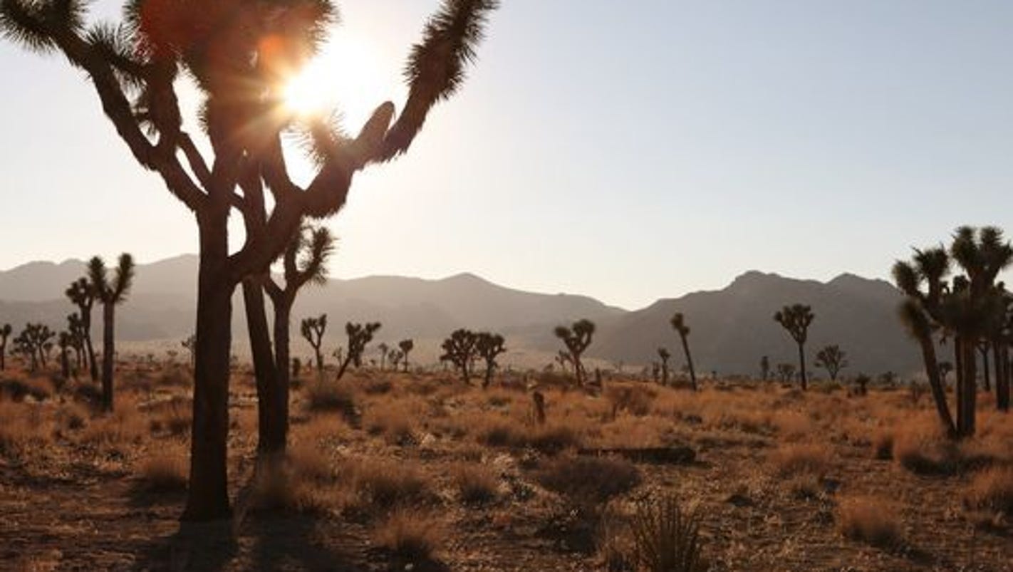 Top 5 events to attend this month in the California desert
