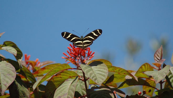 Celebrate Earth Day at the Fort Pierce Library with a special program on butterflies on Saturday, April 22, at 3 p.m.