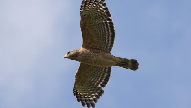 
A red shouldered hawk soars over Devils Garden Bird Park.
