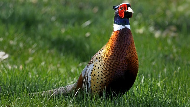 A pheasant suns itself on a lawn in Craig.