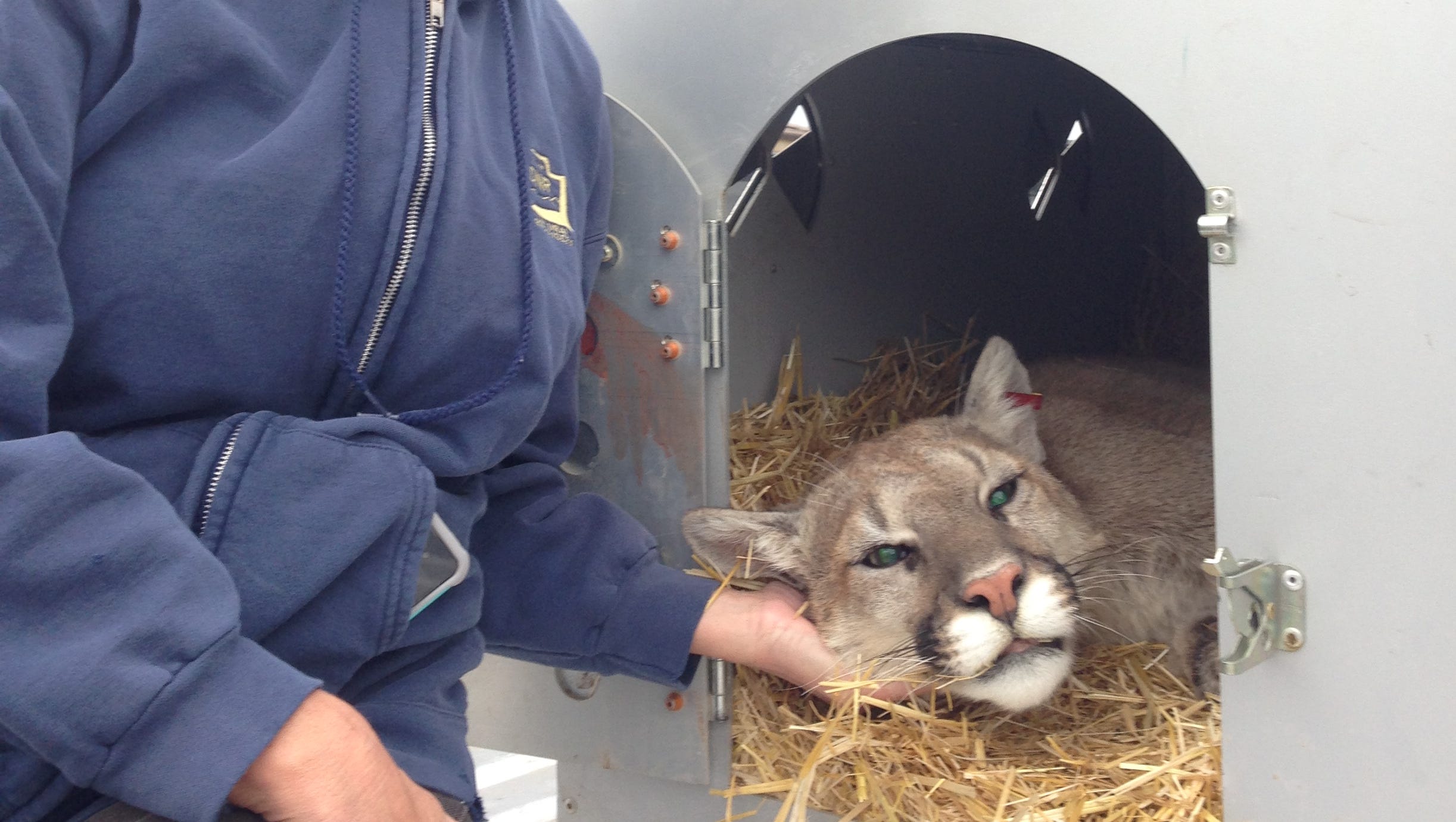 Mountain lion sighting rare in southwestern Utah