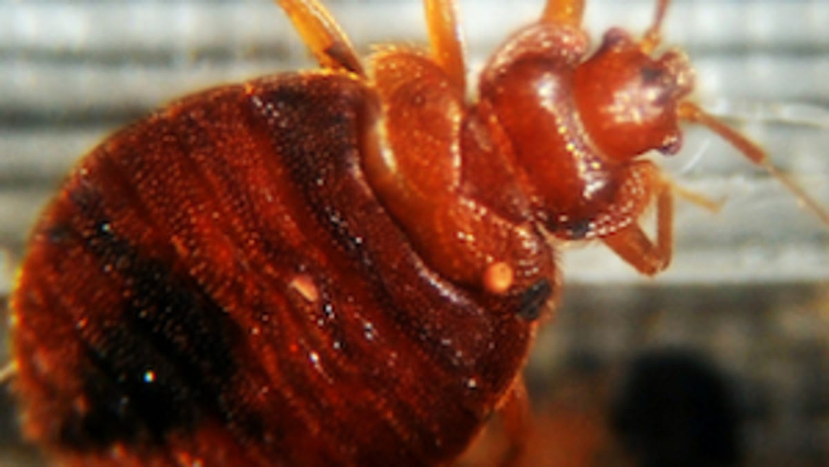 Orkin Cincinnati Drops Spot On Bed Bug List