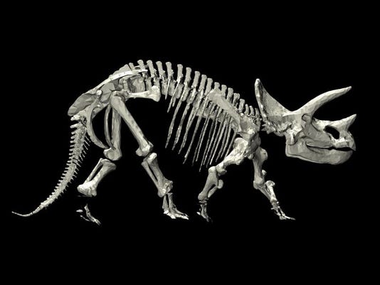 hatcher triceratops