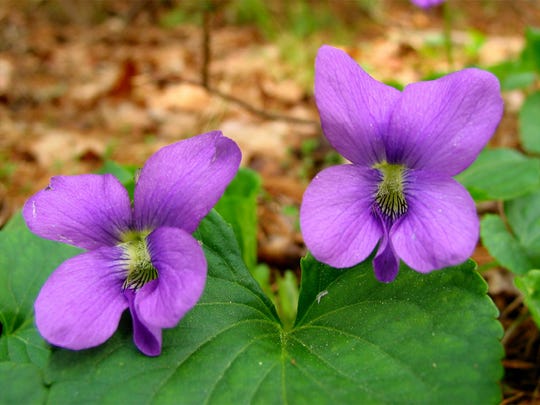 Do you know New Jersey's state symbols?