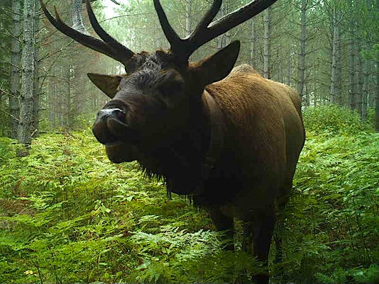 Inaugural Wisconsin Elk Season Open Tribes Already