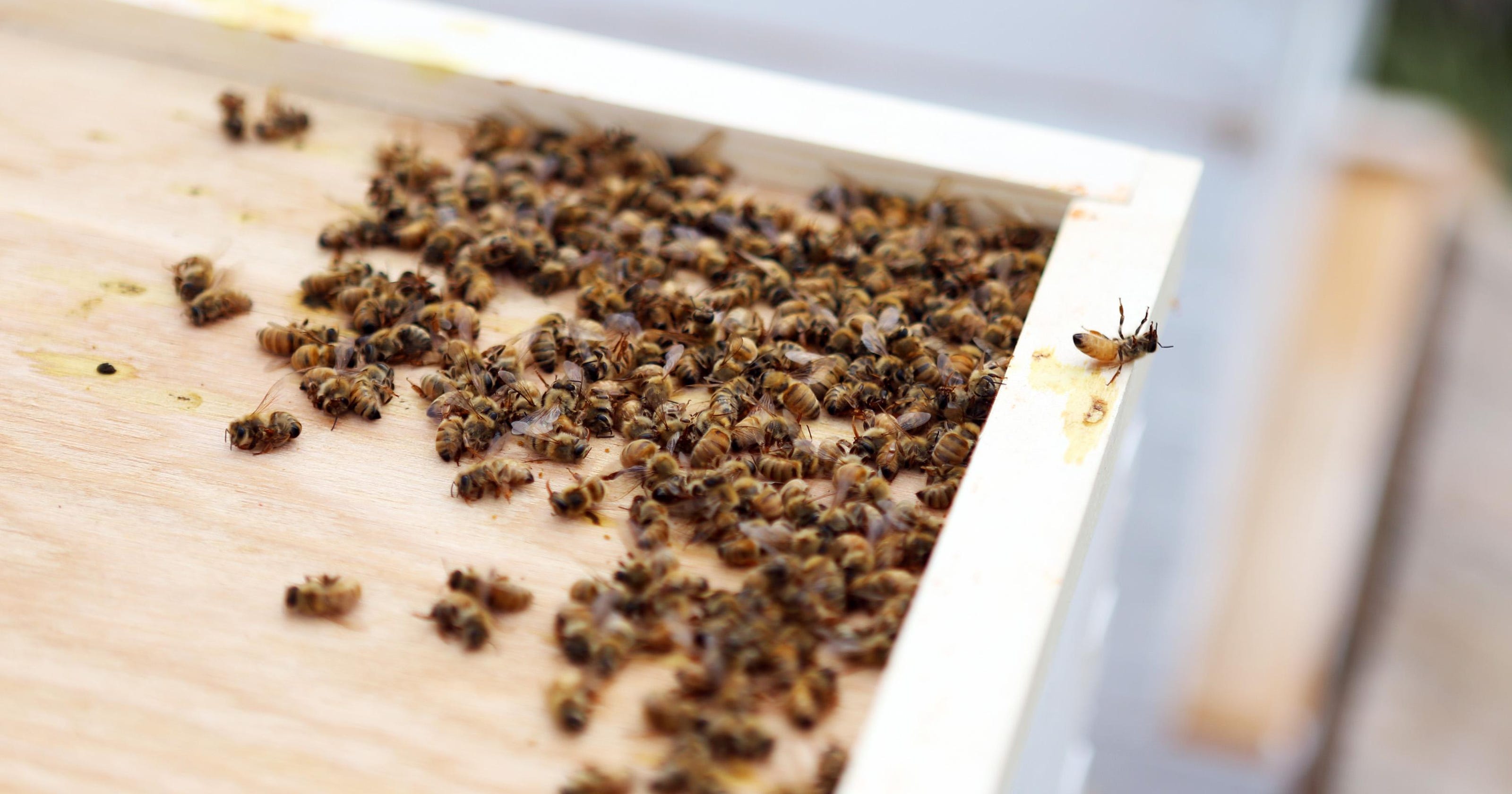 Oregon first state to honor native bees