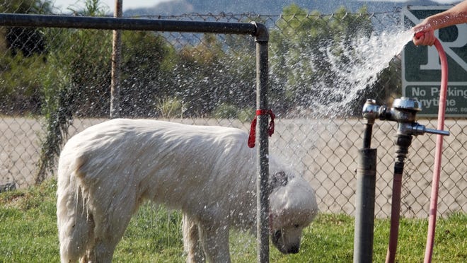 A dog is hosed down with a cooling bath after a visit to Sepulveda Basin Dog Park in the Encino section of Los Angeles on Saturday. California faces a heat that could bring dangerously high temperatures throughout the state, along with the threat of wildfires and spreading coronavirus infections as people flock to beaches and recreation areas.