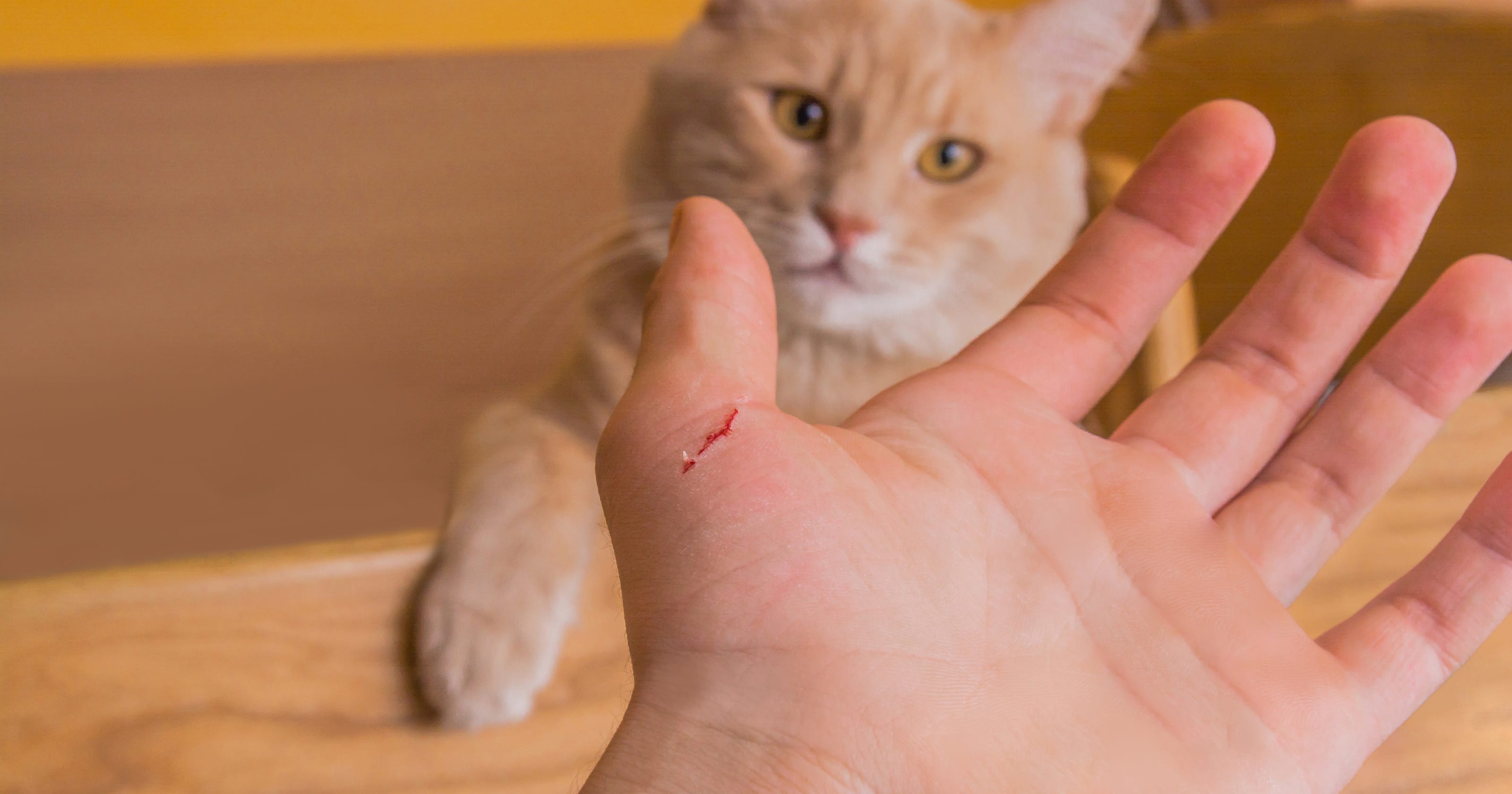 Can your cat make you sick? CDC releases cat-scratch disease study