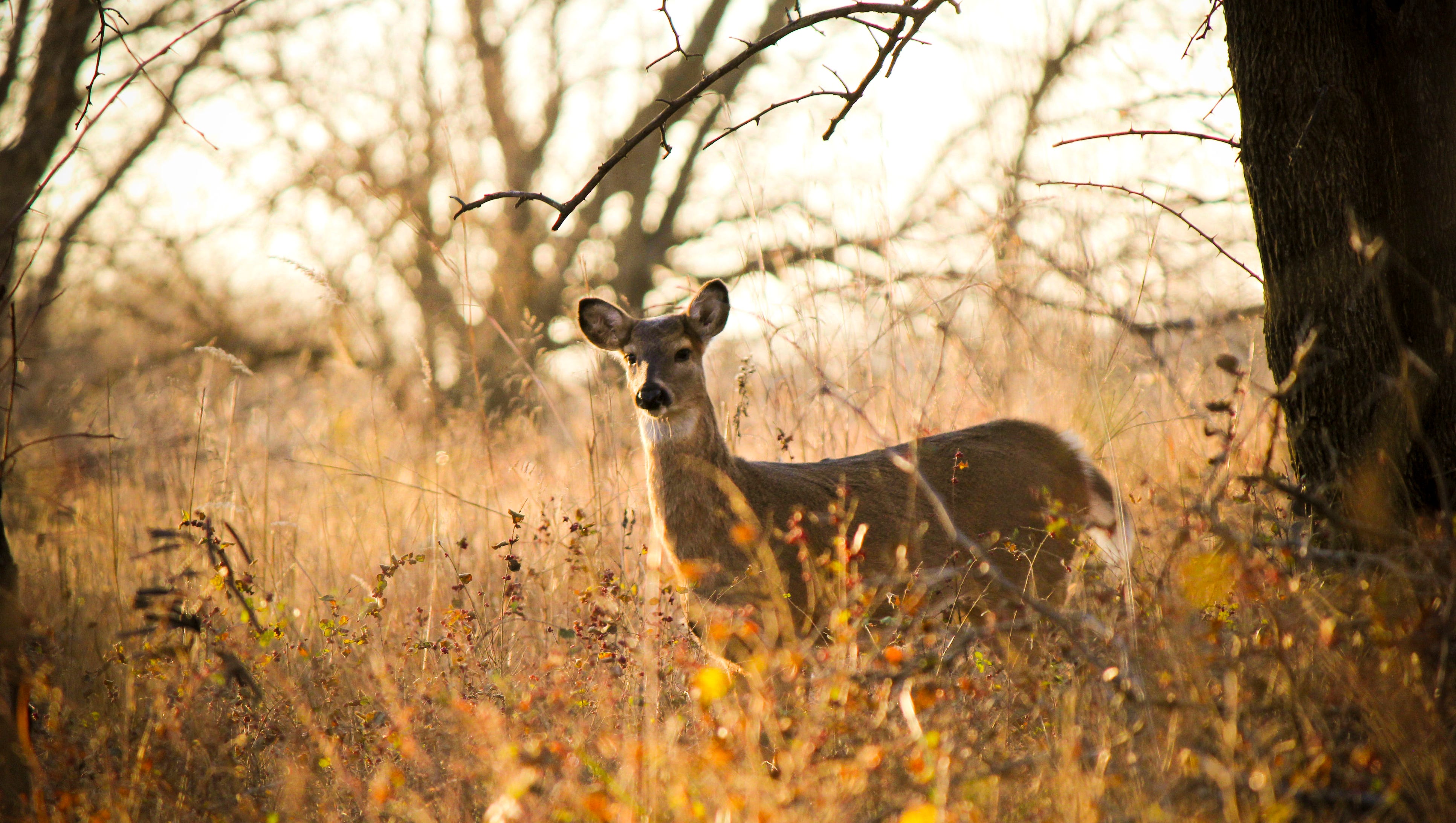 How To Get A 2018 19 Antlerless Deer Hunting License In Pennsylvania