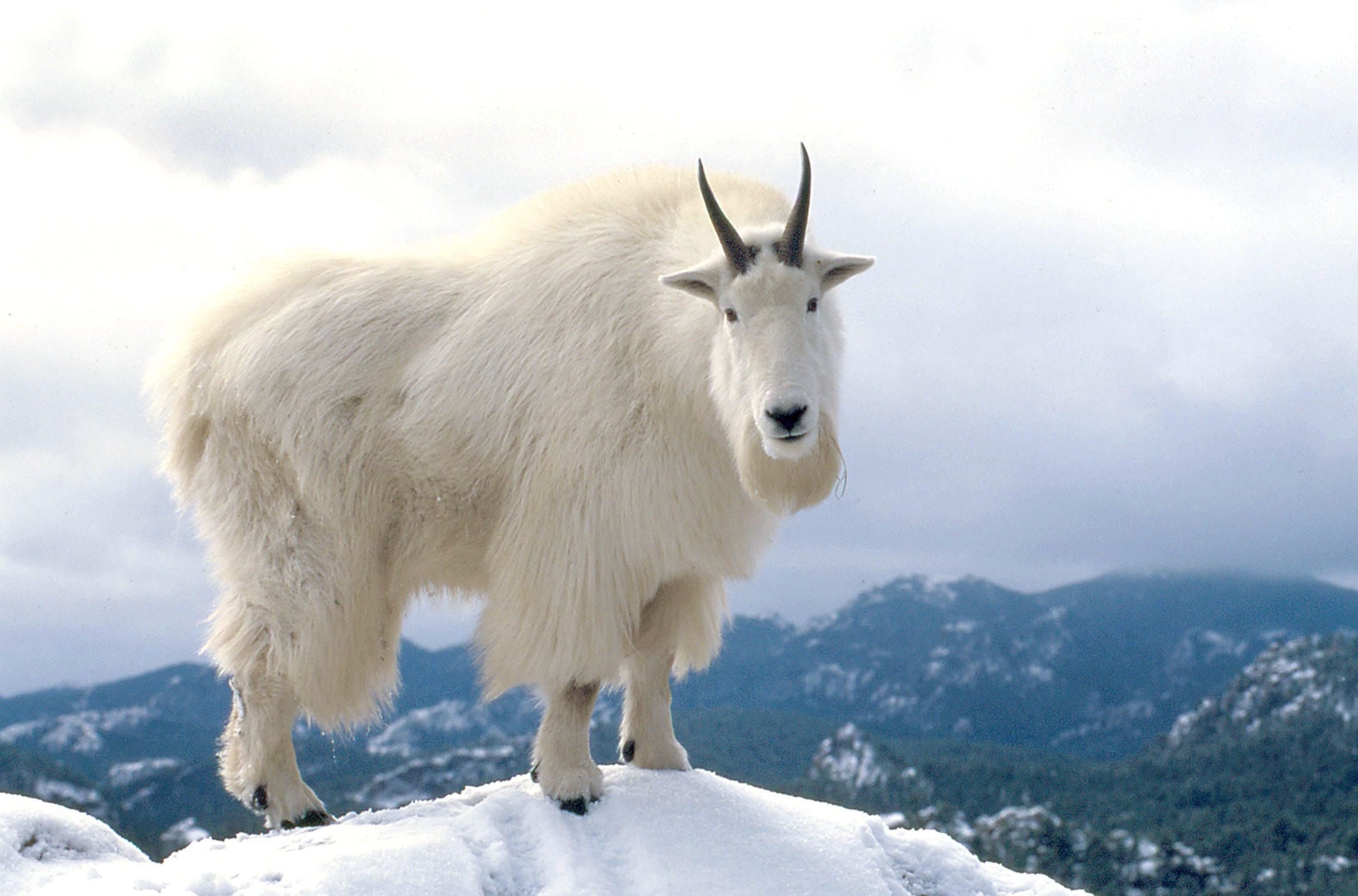 винторогий козел красная книга. горный козел мархур. туркменский винторогий козел. мархур винторогий козел. где обитают козлы.