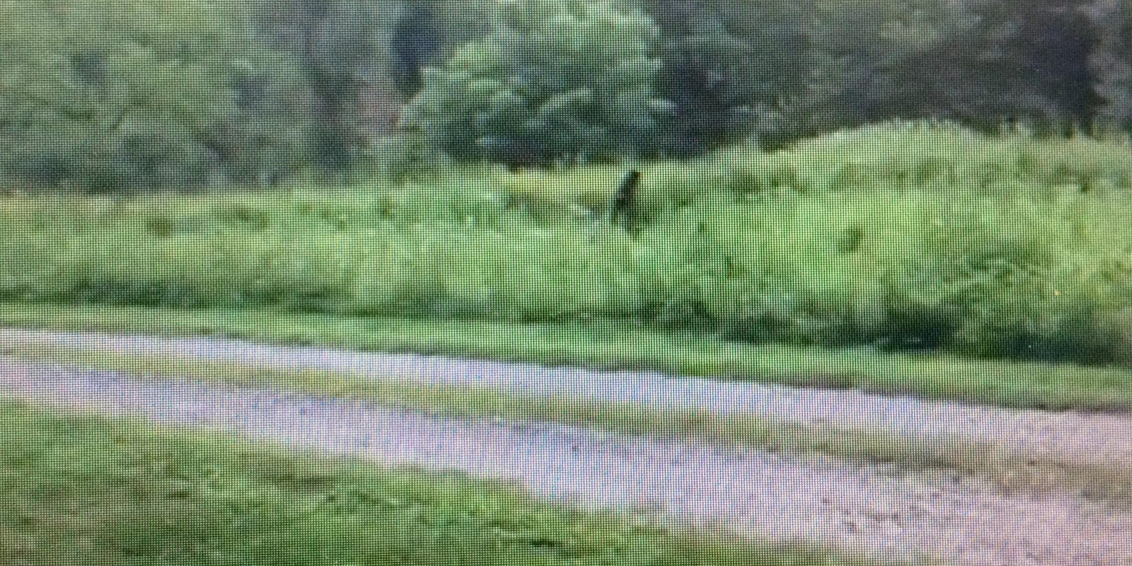 Two years ago Tourist video claims WNC Bigfoot sighting