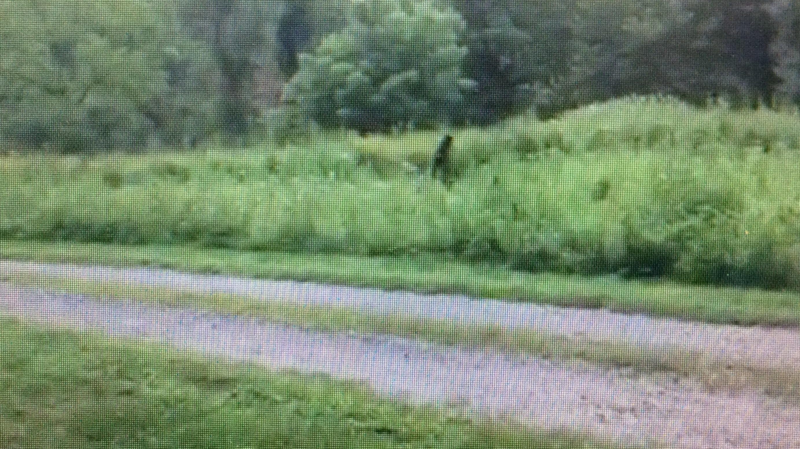 N.C. tourist spots Sasquatch? You decide