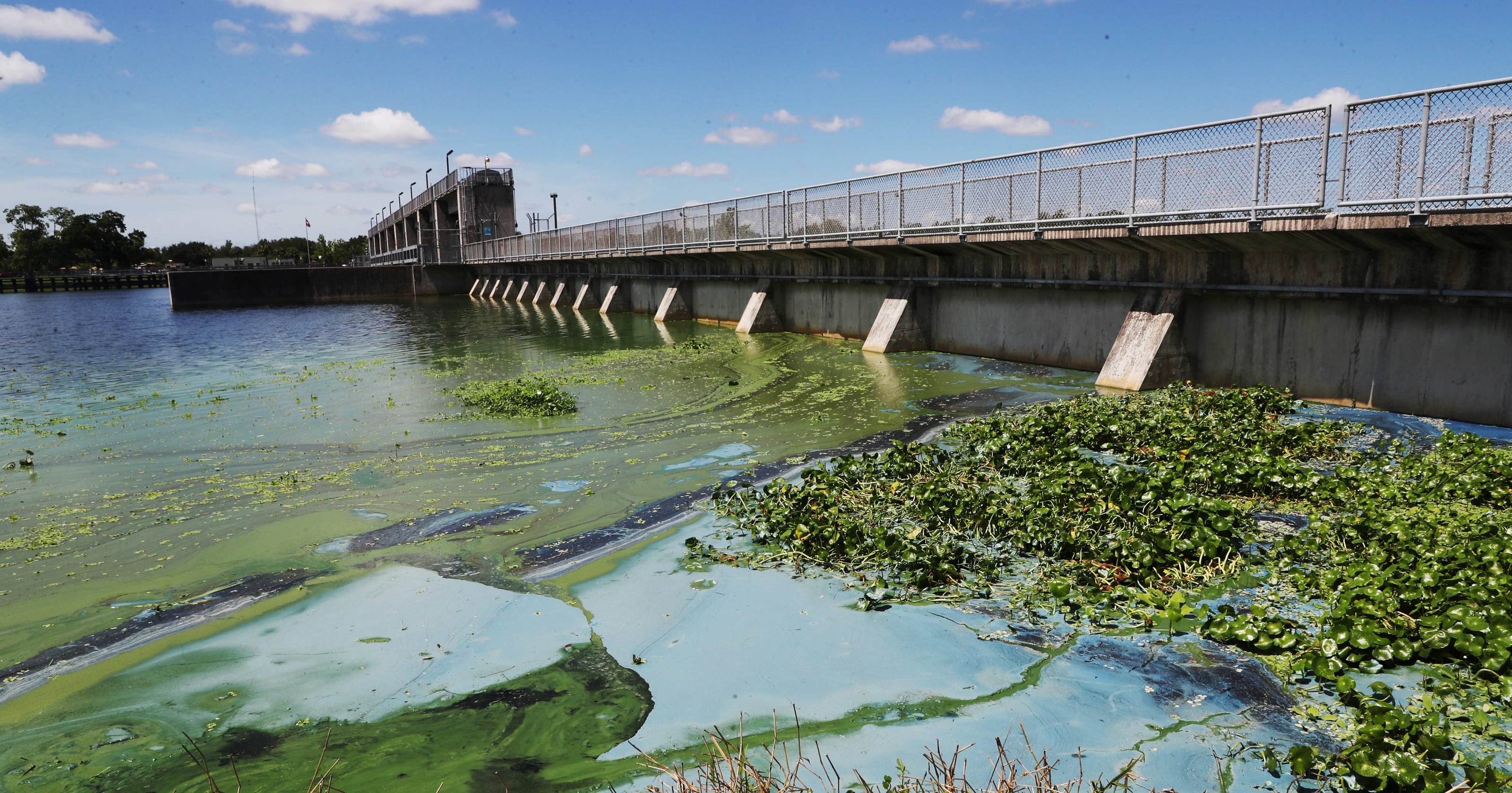 Florida's algae crisis What we know now about the toxic bloom