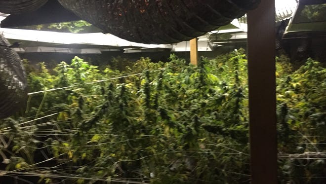 Photo of Illegal marijuana grow operation