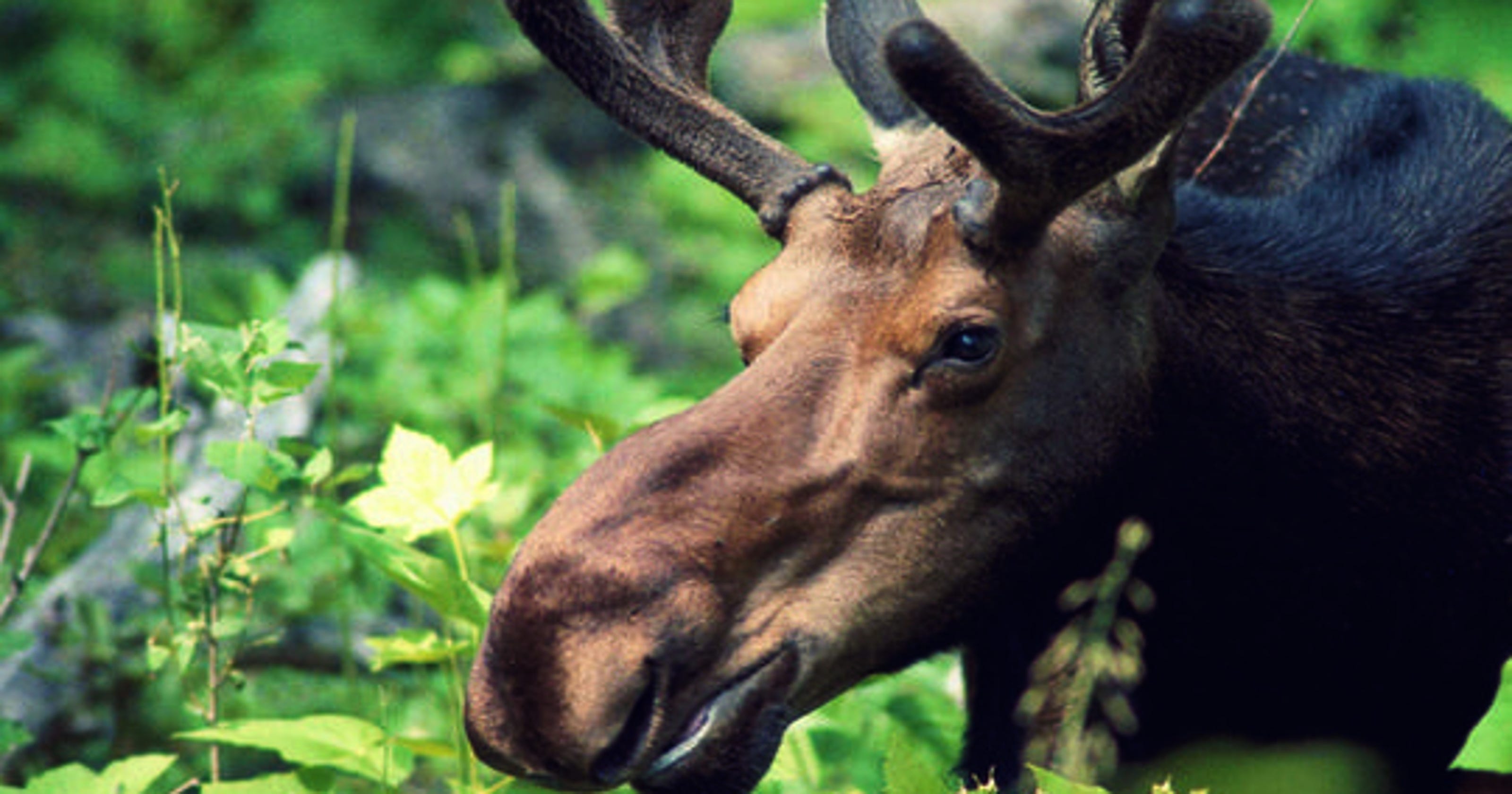 Good news for Michigan's U.P. moose