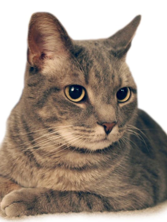 Catf  Lounge in Ferndale to be purr fect mix of cafe  and 