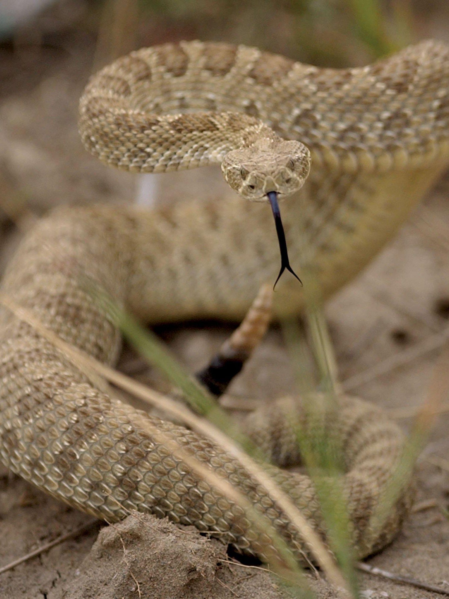 are rattlesnakes dangerous to dogs