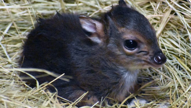 Maji is the first Blue Duiker born at the Abilene Zoo, arriving on July 7, 2017, at 411 grams, or just under 1 pound.