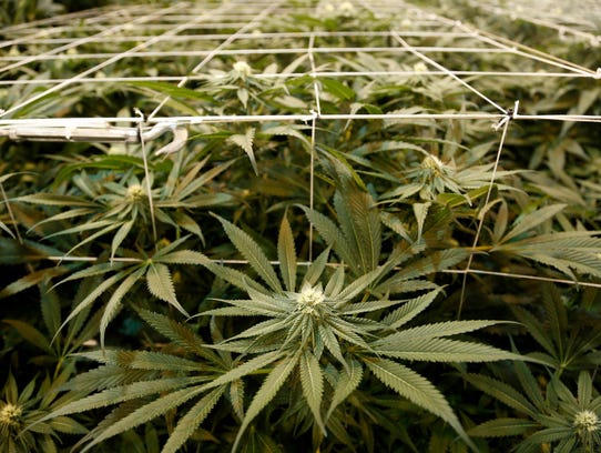 In this Thursday, June 22, 2017, photo, marijuana plants