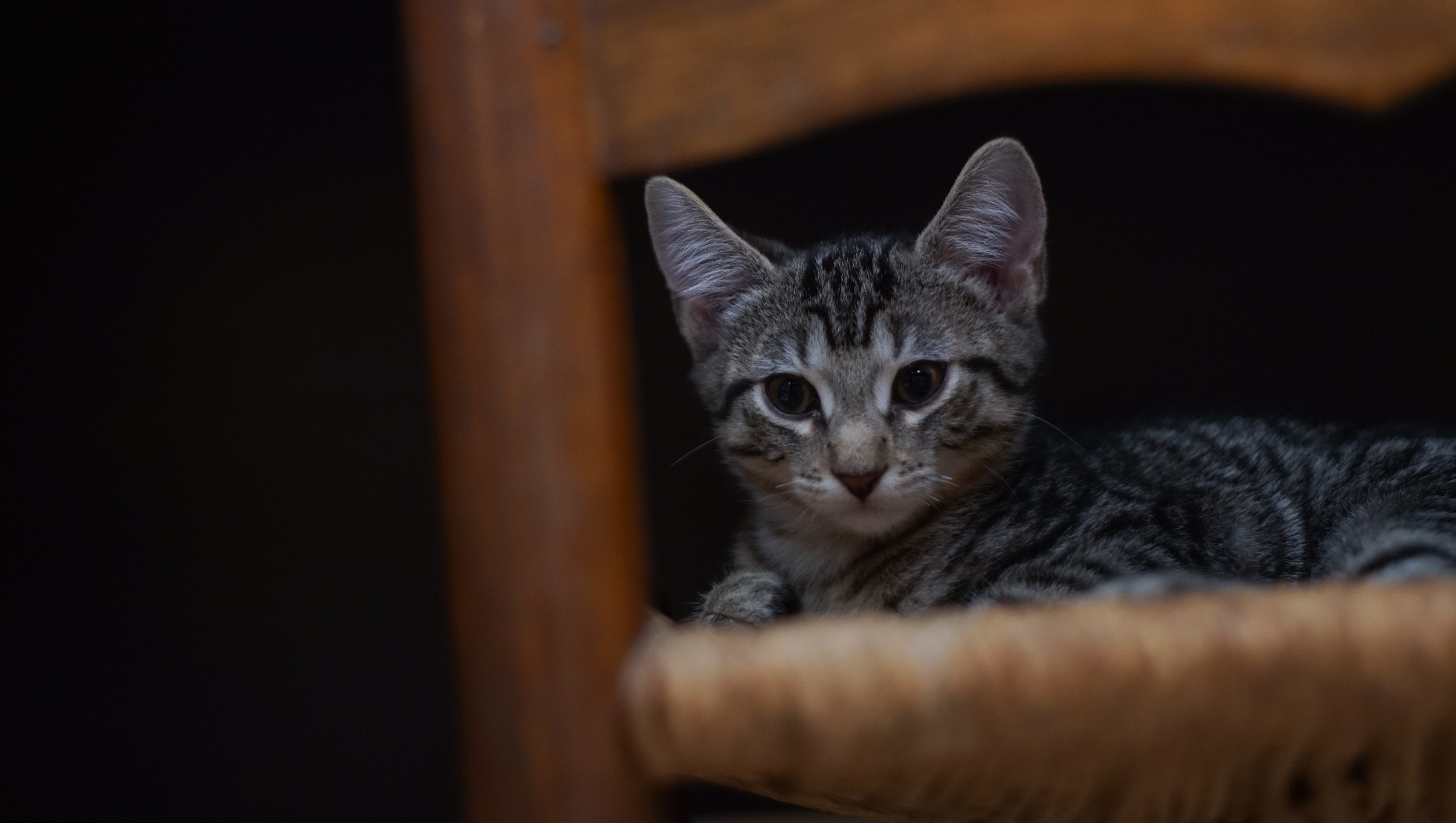 New Kennett Cat Cafe Opens Today