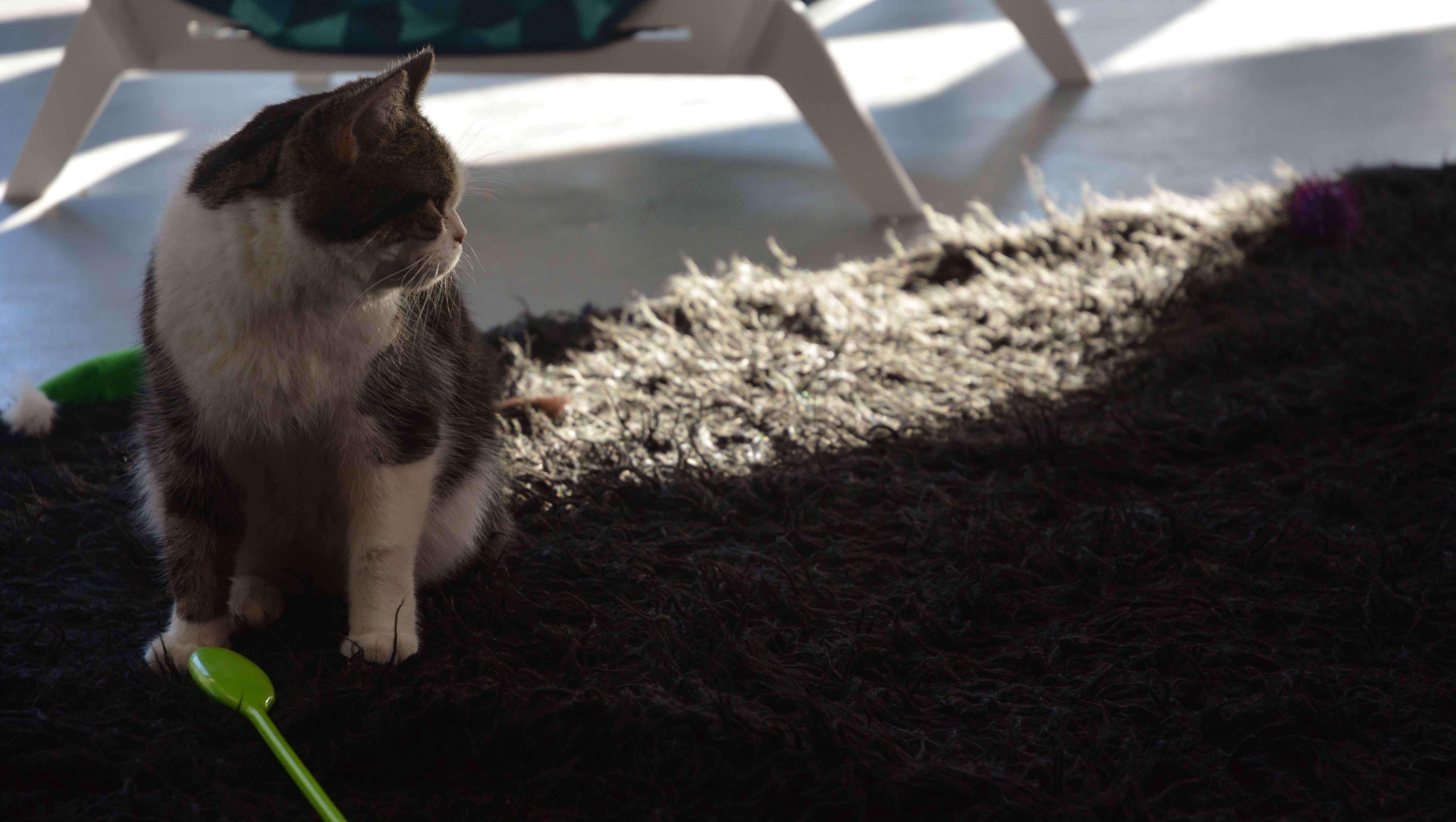 Arizona Cat Cafe La Gattara Raising Money For Improvements