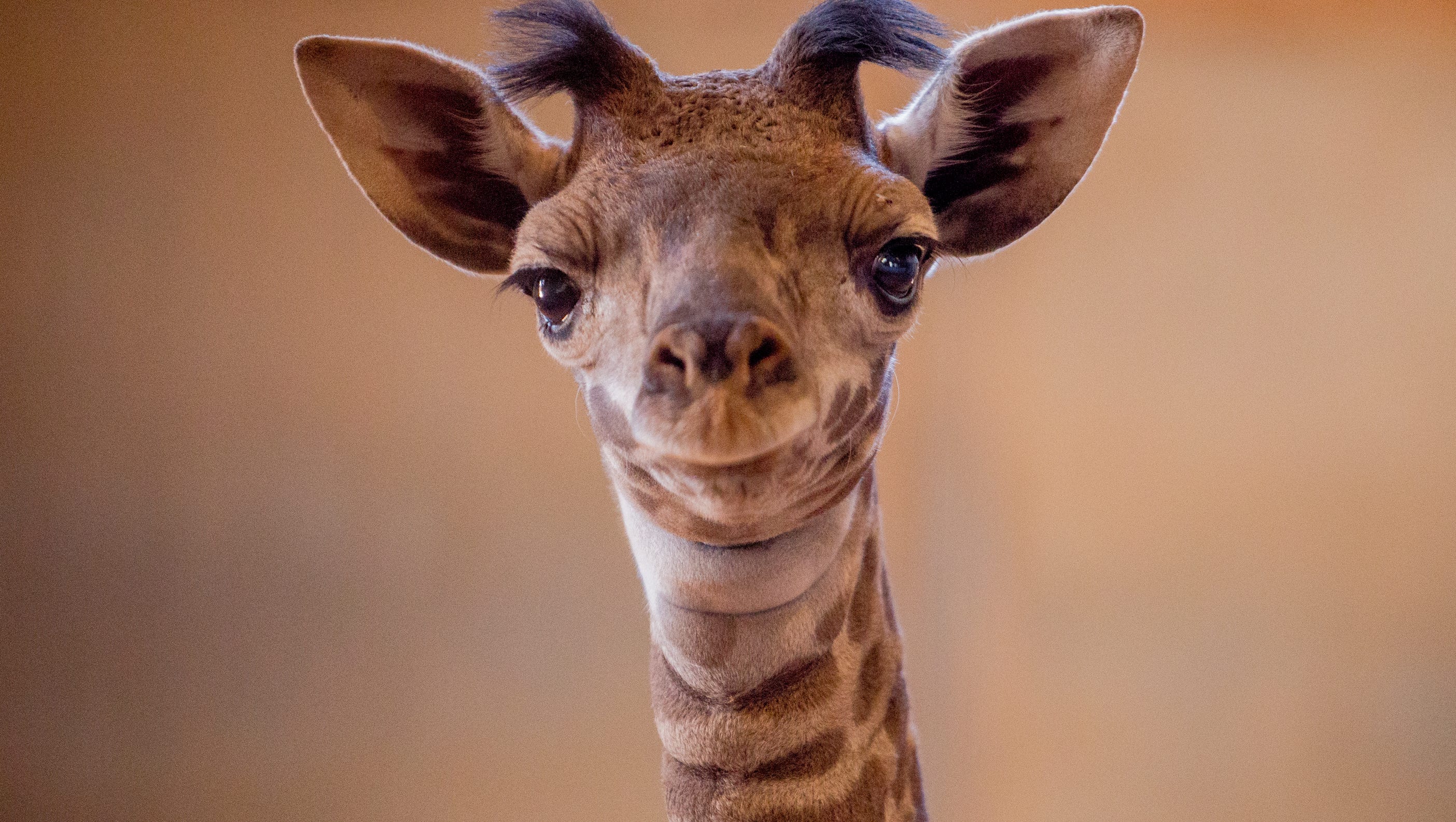 Phoenix Zoo Welcomes New Baby Masai Giraffe