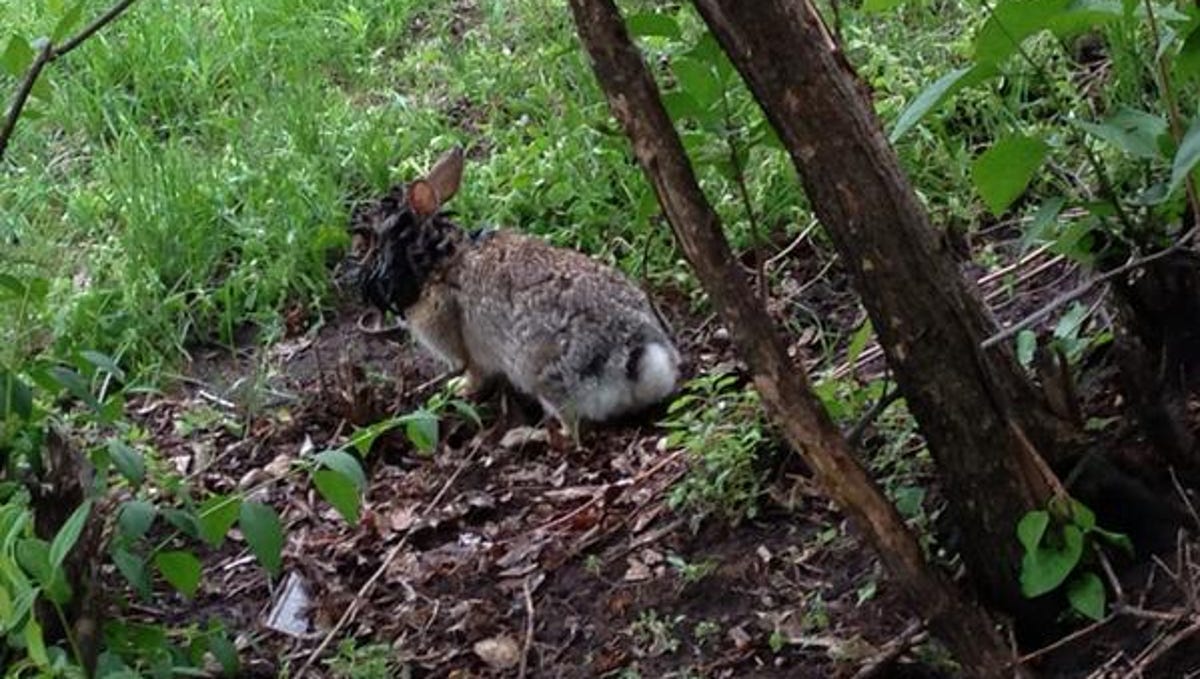 Horned Rabbits Spark Health Concerns