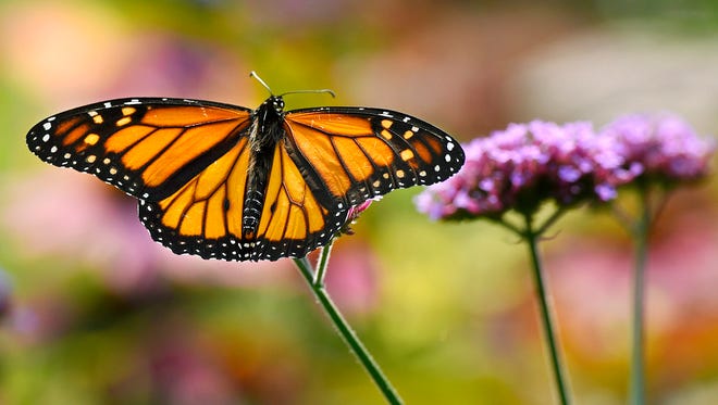 A monarch butterfly on flowers Aug. 27, 2015 at Munsinger Gardens.