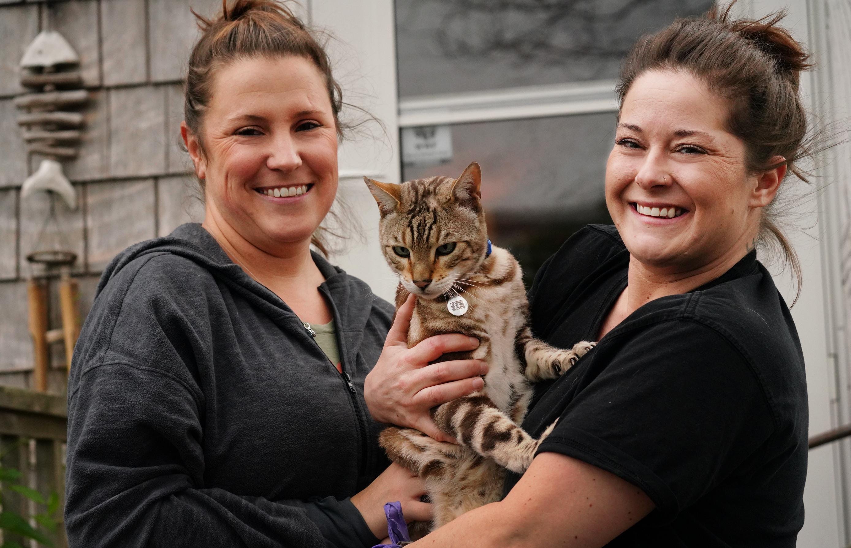 my bengal cat has gone missing