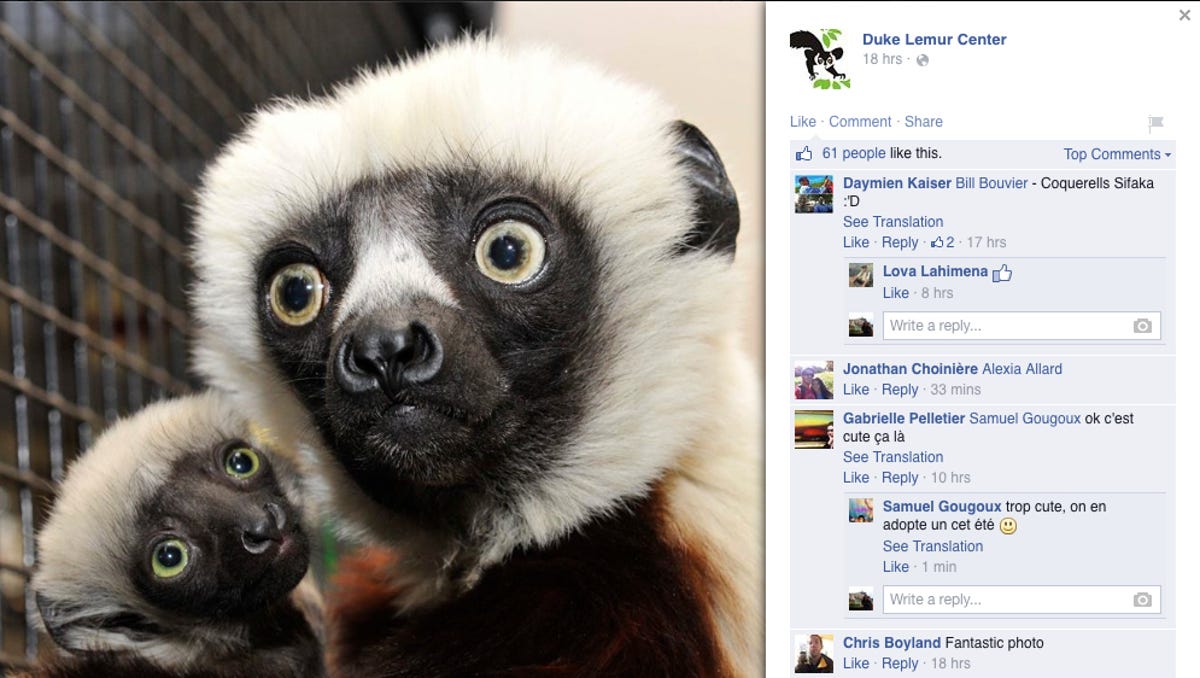 Internet Mourns Loss Of Celebrity Lemur Zoboomafoo Show games you have previously hidden from your profile page. lemur zoboomafoo