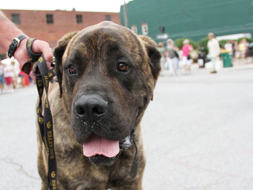 Tigger, owned by Mark Boley.