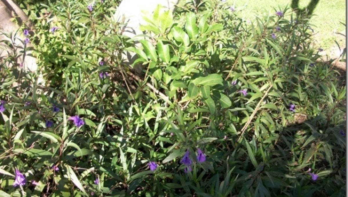 Invasive Plants Can Spread Quickly In Treasure Coast Climate