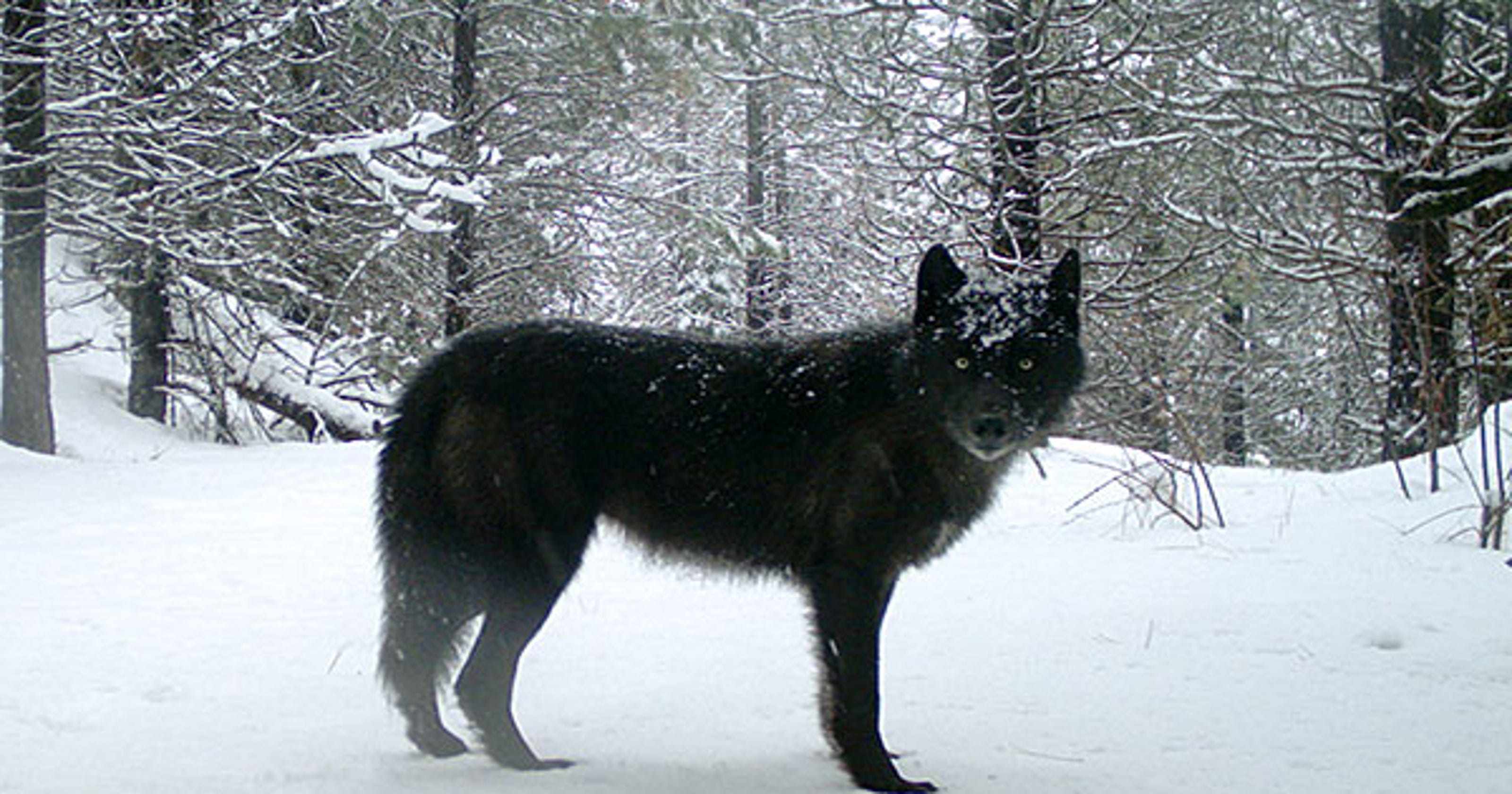 Oregon gray wolf population rises to at least 124 animals