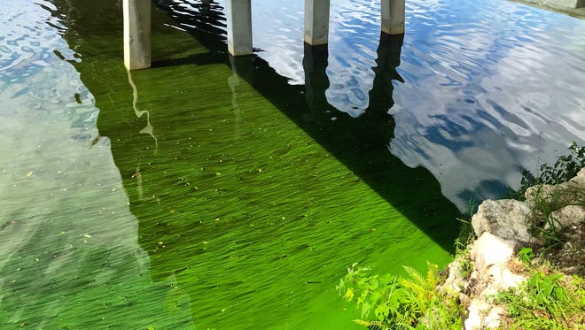 Algae blooms at the foot of the Fort Denaud bridge in Hendry County.