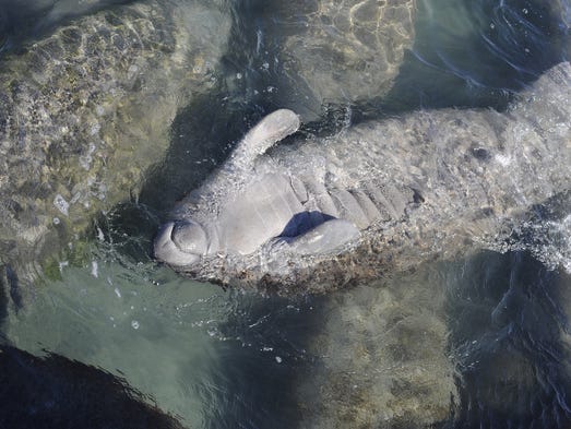 manatee pool float