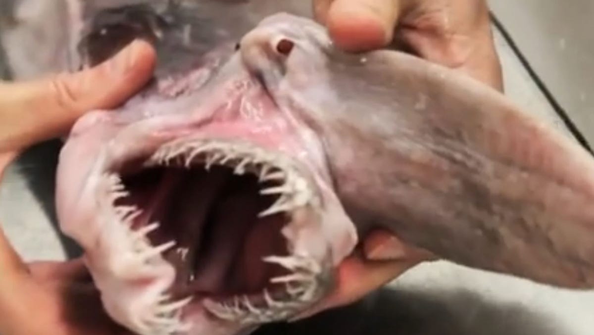 Rare Goblin Shark Found In Australia