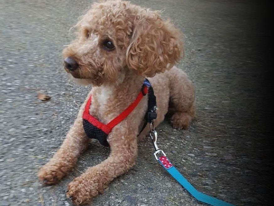 Donut, a poodle, was found dumped in a locked suitcase.