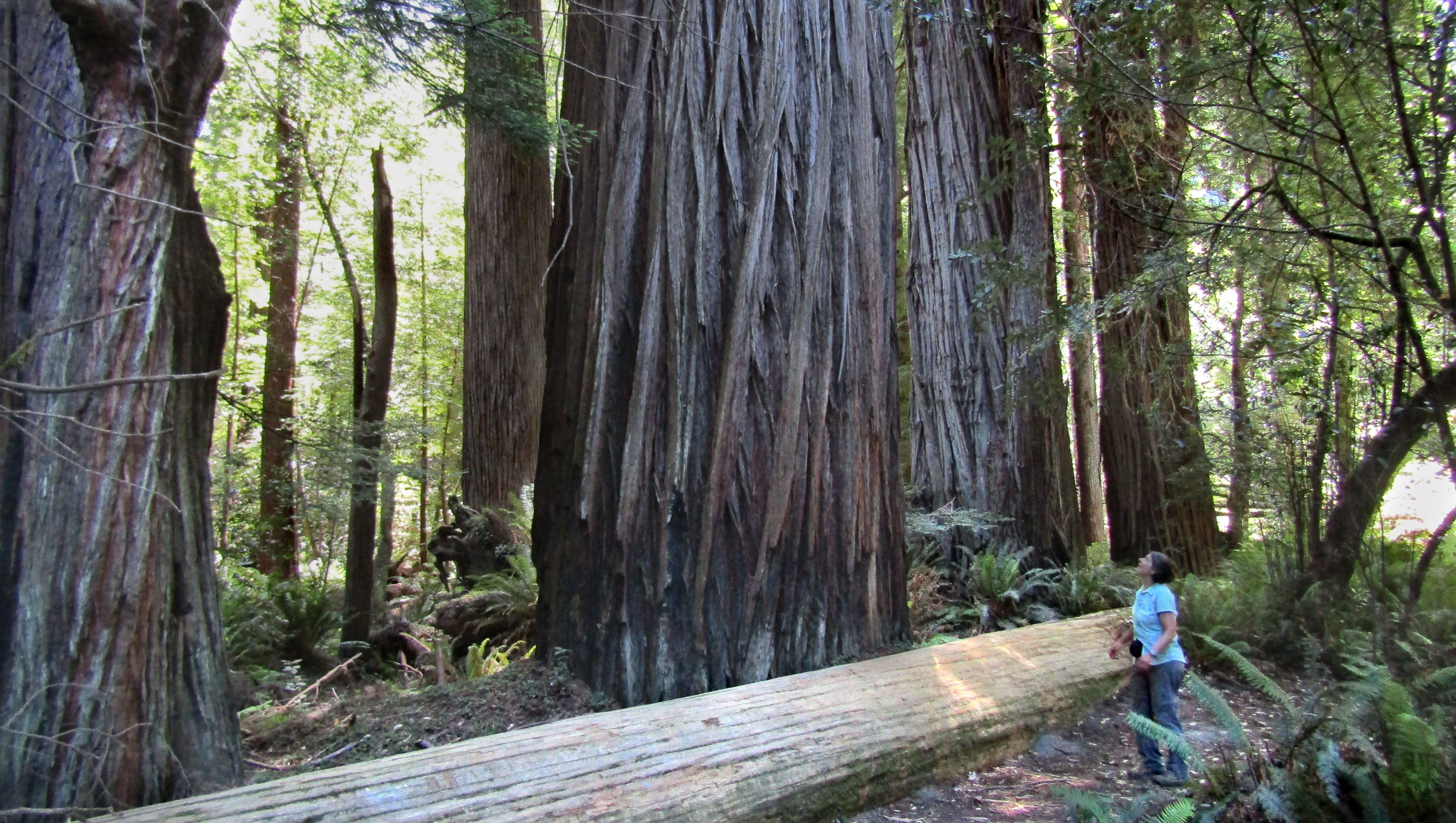 Redwood Grove Impresses On Day Hike Or Backpack Trip Redwood Grove Impresses On Day Hike Or Backpack Trip