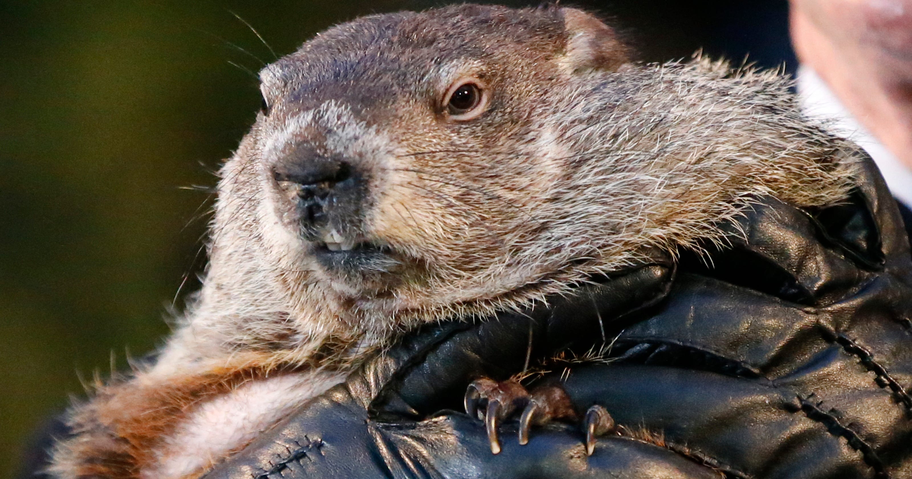 U-M catching heat for using dry ice to kill groundhogs on campus