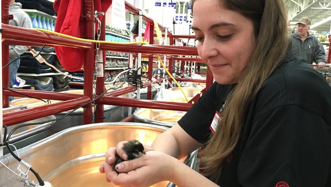 Heather Heyne, a member of the store planning crew, cares for one of hundreds of chicks available during Rural King Supply-Hartland's opening day Monday.