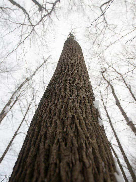 Search on for survivor ash trees in Ohio, Michigan
